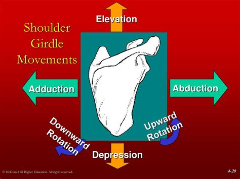 Ppt Chapter 4 The Shoulder Girdle Powerpoint Presentation Free Download Id 532065