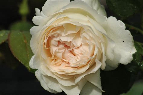 Sebastian Kneipp | Rose, weiß, 120-350cm (Kordes, 1997) | Rosa ...