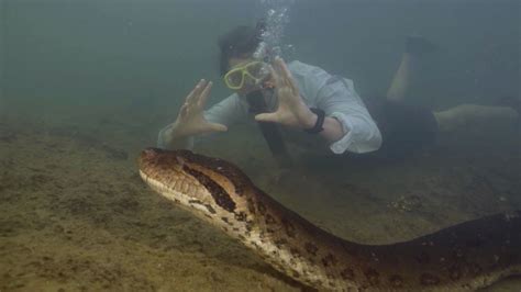 En La Selva Amaz Nica De Ecuador Descubren La Serpiente M S Grande Del