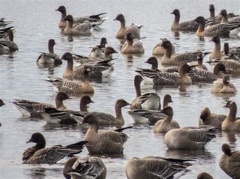 Latest Sightings Wwt
