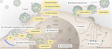 Core Concepts Antiretroviral Medications And Initial Therapy