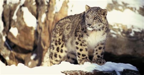 Snow Leopard, Mongolia - Free Nature Pictures