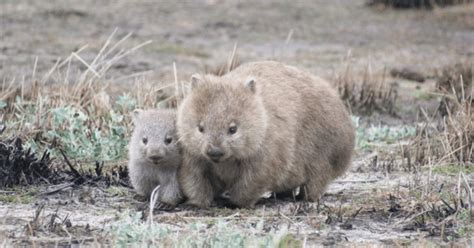 Scientists Solve The Mystery Of Wombats Cube Shaped Poo The New