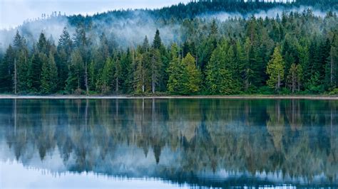 Pine Forest Desktop Wallpapers Wallpaper Cave