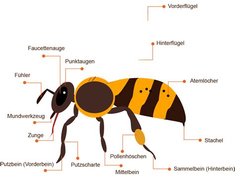 Honigbiene Körperbau