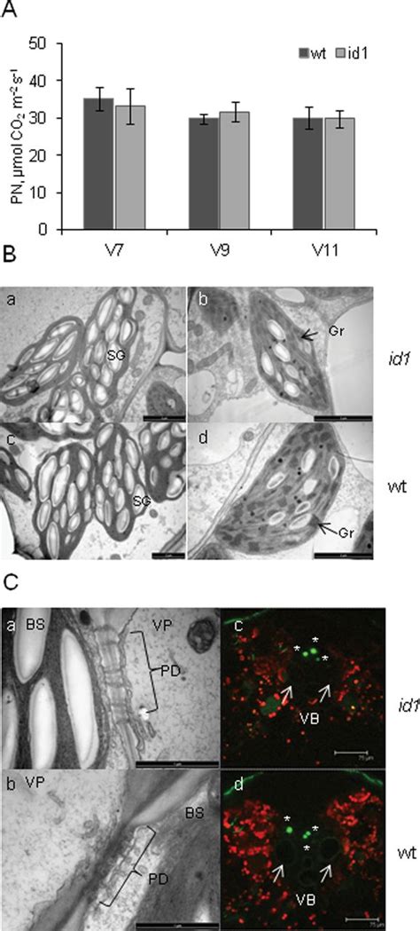 Leaf Photosynthetic Capacity And Morphology Of The Wild Type And Id1