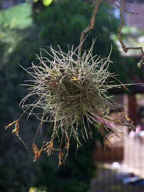 10 Florida Air Plants Tillandsia Recurvata Etsy