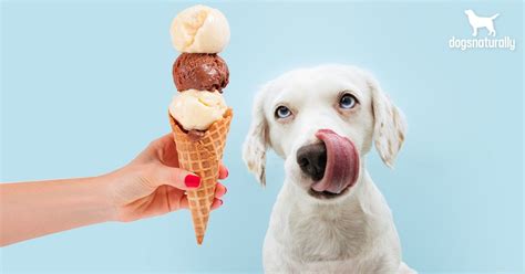 Ice Cream For Dogs: When It's Safe And When It's Not - Dogs Naturally