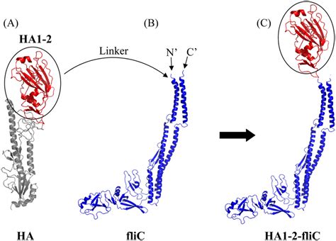 Schematic For Generation Of The Fusion Protein Ha1 2 Flic The