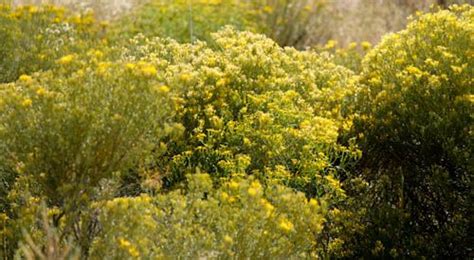 Sagebrush | Country roads, Land of enchantment, New mexico