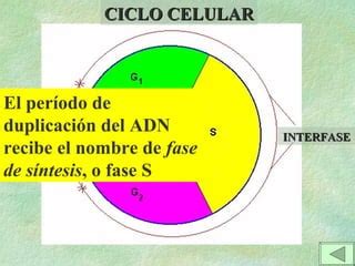 Ciclocel Ppt