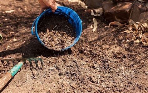 Clase De Tierra Necesaria Para Tus Plantas Jardinería Panamá