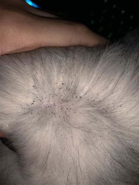 are these flea feces in my cat's hair? how to treat fleas? : r/ANIMALHELP