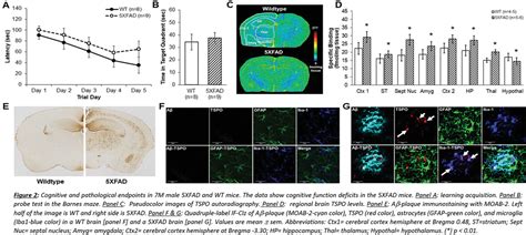 Age And Sex Dependent Changes In Translocator Protein Kda Tspo