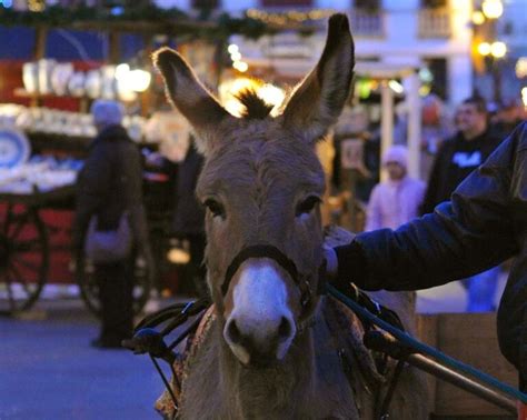 Stelle A Natale Artigianato Vivo Cison Di Valmarino