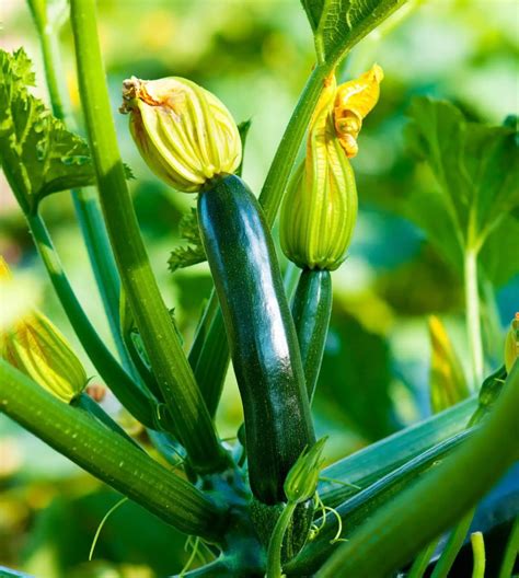 How To Plant a Healthy Zucchini Seed Properly - The Bloom Pot