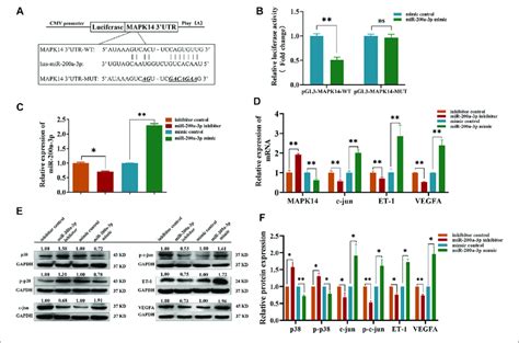 Mir 200a 3p Directly Targets The 3′utr Of Mapk14 And Regulates The