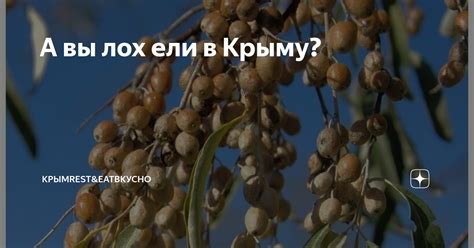 А вы лох ели в Крыму? | КрымRest&EatВкусно | Дзен