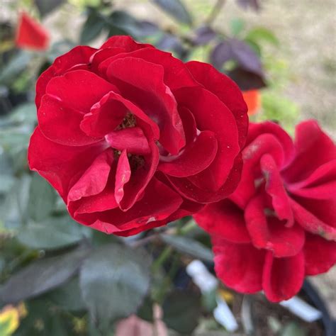 Orange Red Fragrant Cloud Rose Plants