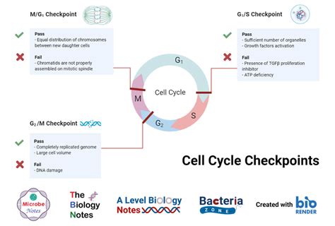 Cell Cycle Definition Phases Regulation Checkpoints