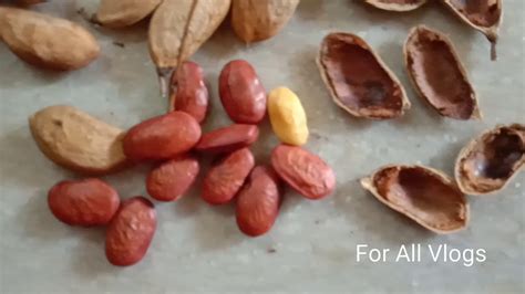 Kanuga Chettu Upayogaluuses Of Kanuga Karanjiindian Beach Tree