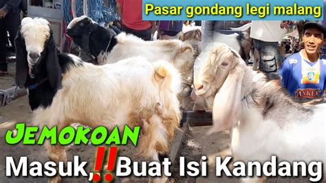 Update Kambing Jantan Jemokoan Hari Ini Pasar Hewan Gondang Legi