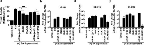 Staphylococcus Aureus Induces Increased Serine Protease Activity In