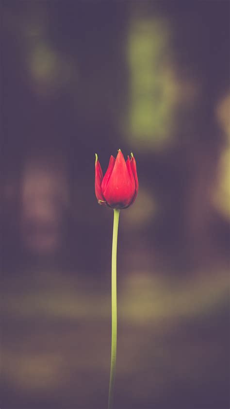 Red Tulip Wallpapers and Backgrounds 4K, HD, Dual Screen