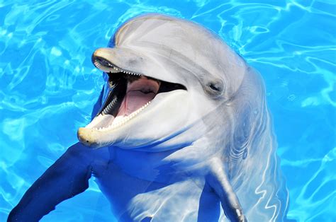 Bottlenose dolphins have a 'super sense' that is new to science - Earth.com