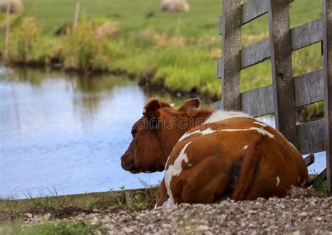 Holstein Frisian Cow Standing In Meadow Stock Image Image Of Domestic