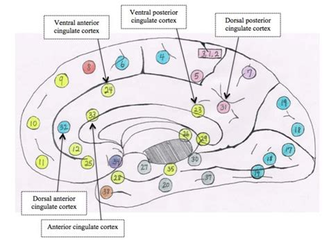 4 The Medial View Of The Brain With Brodmann Areas Marked By Number A