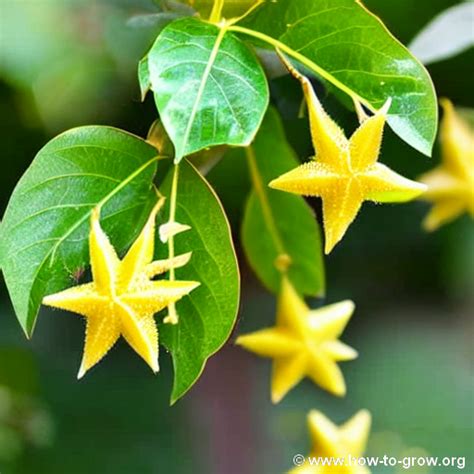 Mastering The Art Of Growing Starfruit Trees A Comprehensive Guide On