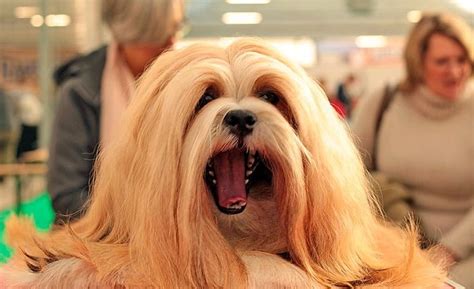 Todo Sobre El Lhasa Apso Con Fotos Para Que No Te Pierdas Nada