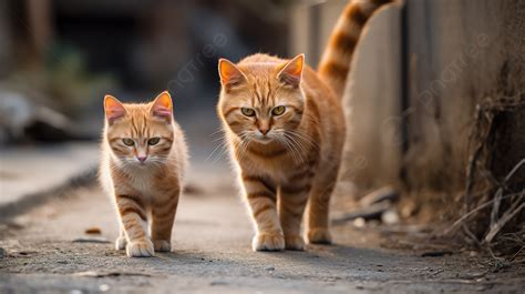 Alley Cat Background Images Hd Pictures And Wallpaper For Free