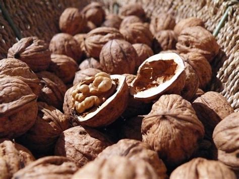 Free Picture Wallnut Kernel Nut Shell Food Nature