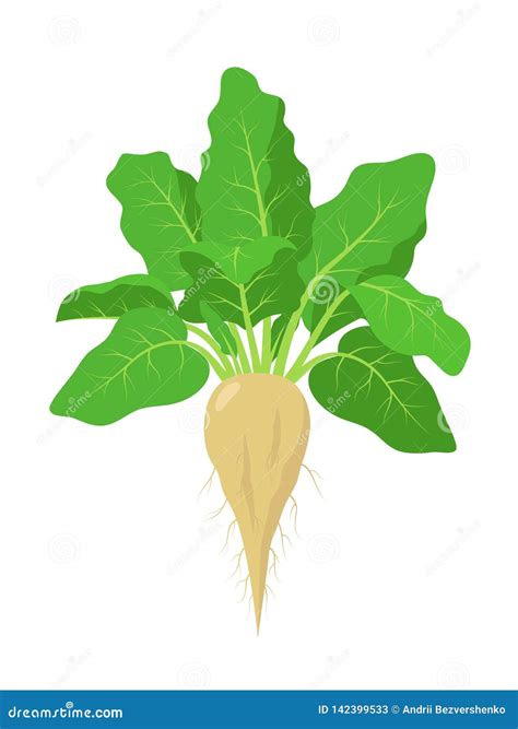 Sugar Beet Plant With Roots Vector Illustration Isolated On White