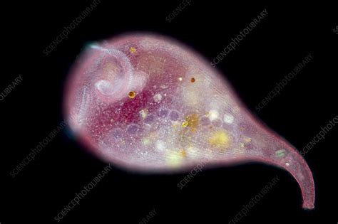 Stentor Protozoan Light Micrograph Stock Image C051 2279 Science