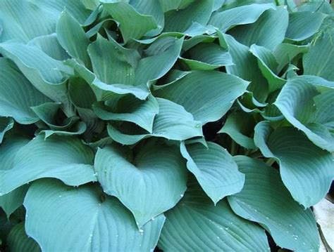 How To Grow And Care For Hosta Plants The Garden Glove