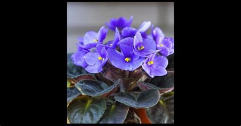 Betty L Walcott Obituary 2023 Auburn Ma Britton Wallace Funeral