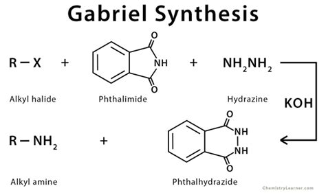 Gabriel Synthesis: Definition, Examples, and Mechanism