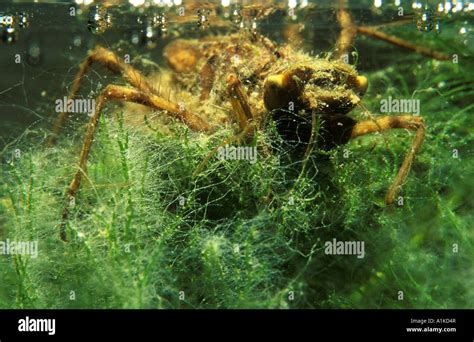 Larva Of Dragonfly Libellula Depressa Germany Stock Photo Alamy