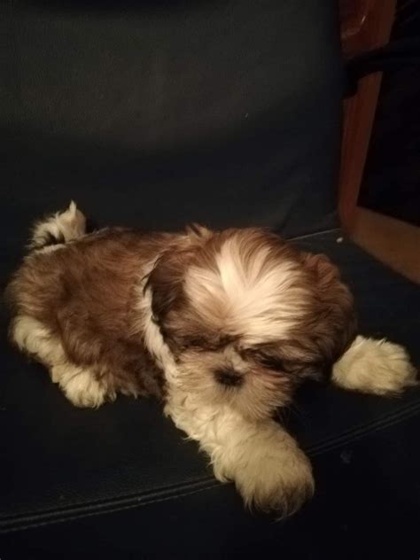 Piesek Rasy Shih Tzu Z Rodowodem Jutrosin Olx Pl