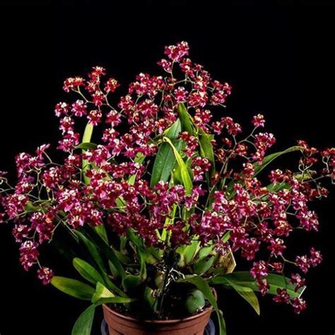 Twinkle Red Oncidium - Pots and Petals