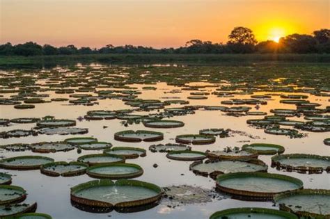 Mato Grosso Travel Guide What To Do In Mato Grosso Rough Guides