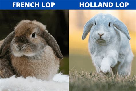 French Lop Vs Holland Lop Rabbit What Make Better Pets