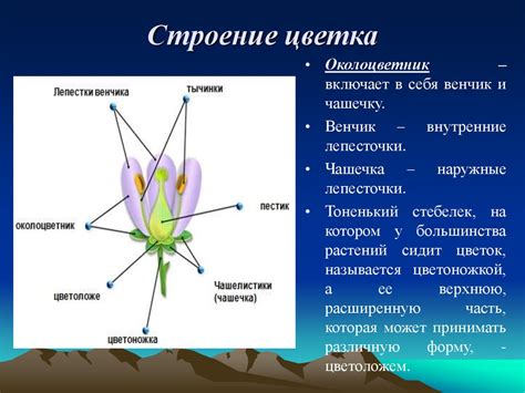 Цветок. Строение цветка - презентация онлайн