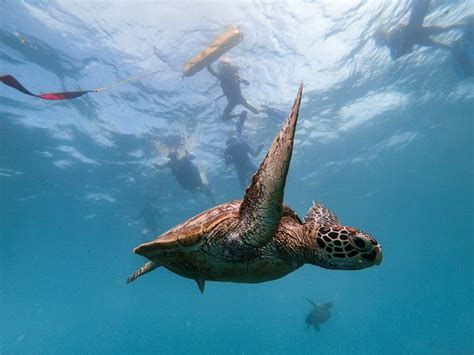 Snorkel Cook Islands Rarotonga All You Need To Know Before You