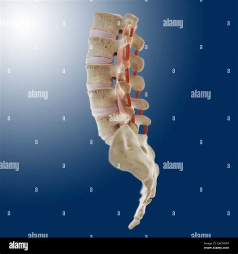 Anatomia Della Colonna Vertebrale Illustrazione Di Computer Di Una