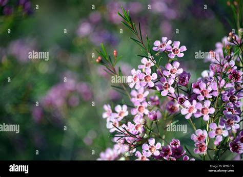 Pink Flowers Of The Australian Native Geraldton Wax Chamelaucium