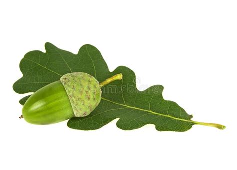 Fresh Green Acorn With Oak Leaf Isolated On White Background Stock